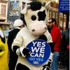 Udder Madness in Queens Leads to Bovine Intervention